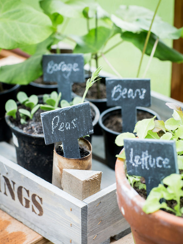Plant Tags